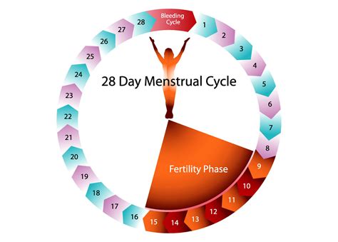 23 . . Cikli menstrual i zgjatur